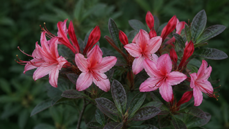 Des fleurs ouvertes rose corail et de longs boutons rouges pointus se regroupent au-dessus de feuilles sombres. De fines étamines saillantes prolongent les fleurs devant un fond feuillu vert ombragé. Le cadrage réunit les contours, les couleurs et les textures visibles. Les zones claires contrastent avec les ombres plus profondes. Des formes voisines se superposent par endroits et permettent de suivre la composition du sujet représenté dans cette image.