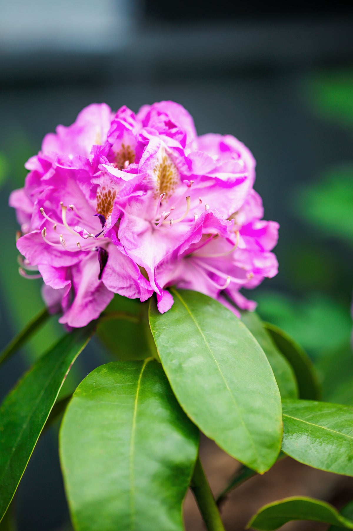 Rhododendron 'Minnetonka'