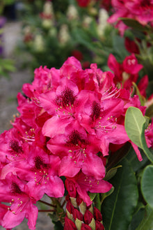 Rhododendron 'Nova Zembla'