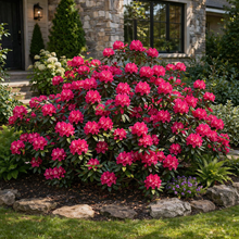 Rhododendron 'Nova Zembla'