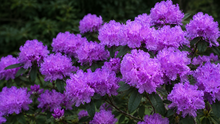 Rhododendron 'PJM'