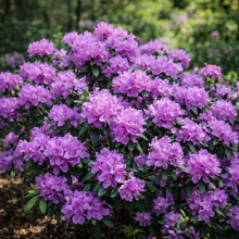 Rhododendron 'P.J.M. Elite'