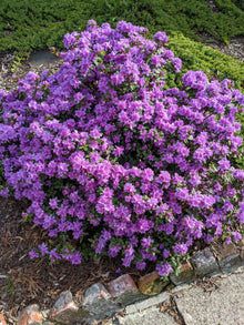 Rhododendron 'Purple Gem'