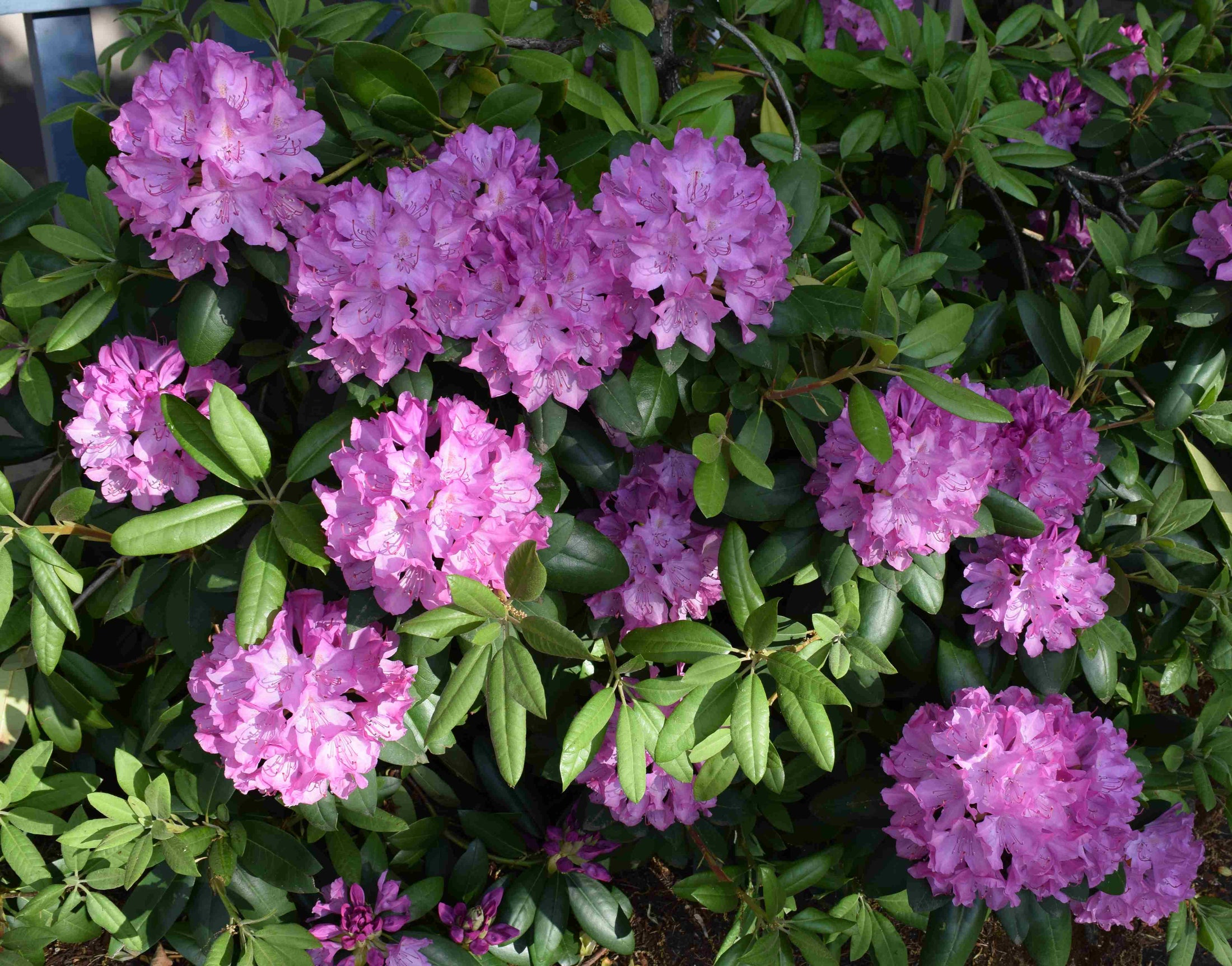 Rhododendron 'Purple Passion'
