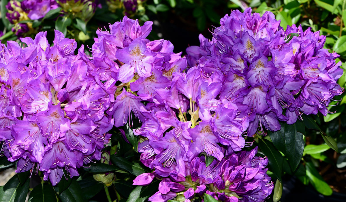 Rhododendron 'Purpureum Elegans'