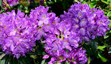 Rhododendron 'Purpureum Elegans'
