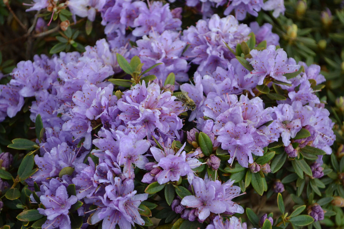 Rhododendron 'Ramapo'