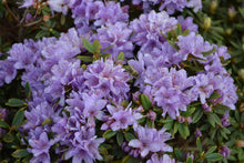 Rhododendron 'Ramapo'