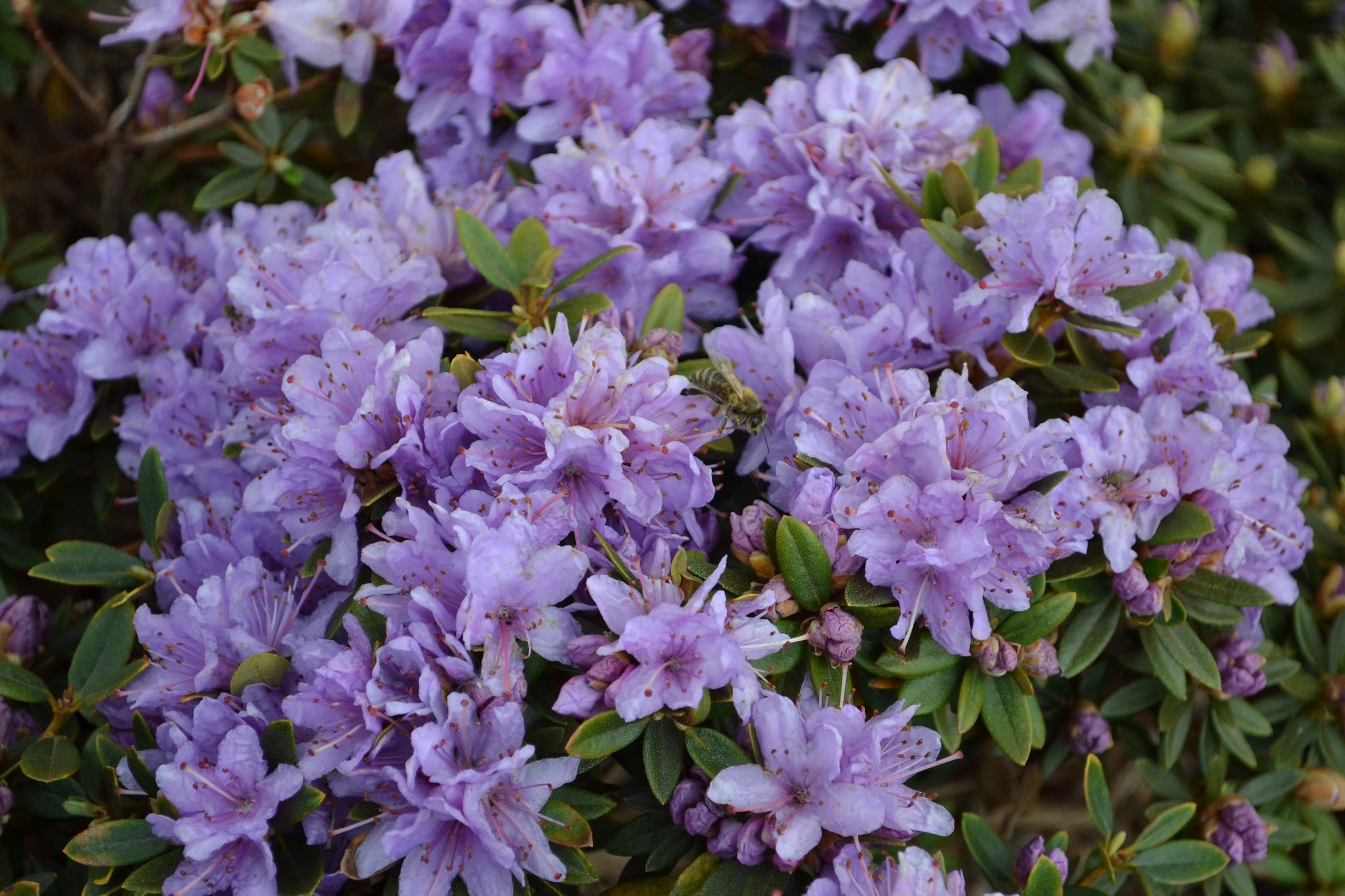 Rhododendron 'Ramapo'