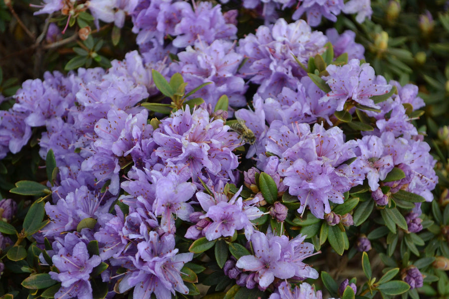 Rhododendron 'Ramapo'
