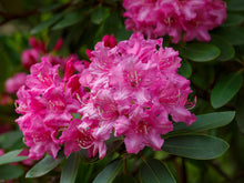 Rhododendron 'Roseum Elegans'