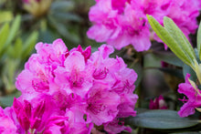 Rhododendron 'Roseum Pink'