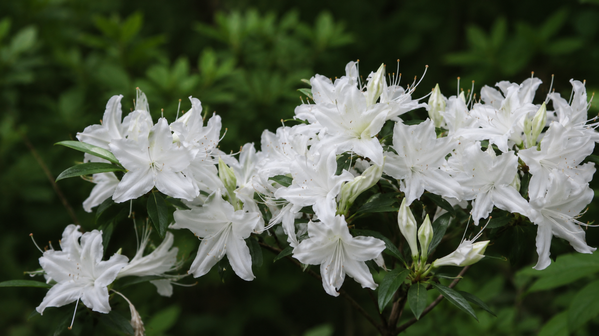 Rhododendron 'Weston's Innocence'