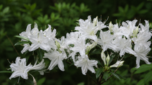 Rhododendron 'Weston's Innocence'