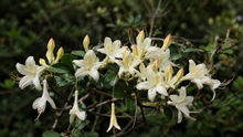 Rhododendron 'Weston's Lemon Drop'