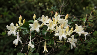 Des fleurs crème jaune pâle se regroupent sur de fines branches brunes aux feuilles vertes. De longues étamines saillantes et des boutons étroits fermés se détachent devant un fond feuillu sombre. Le cadrage réunit les contours, les couleurs et les textures visibles. Les zones claires contrastent avec les ombres plus profondes. Des formes voisines se superposent par endroits et permettent de suivre la composition du sujet représenté dans cette image.