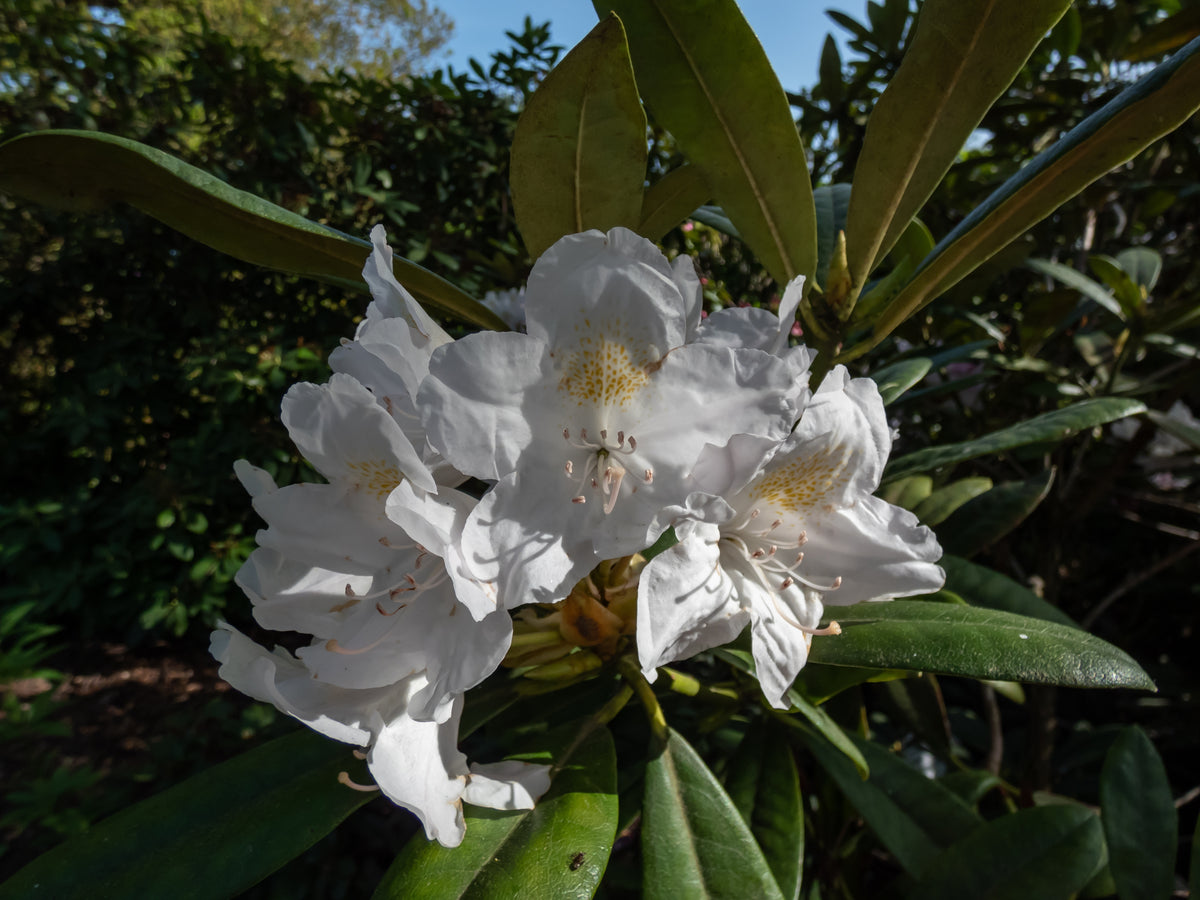 Rhododendron catawbiense 'Album'
