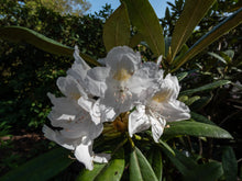 Rhododendron catawbiense 'Album'