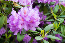 Rhododendron catawbiense 'Boursault'