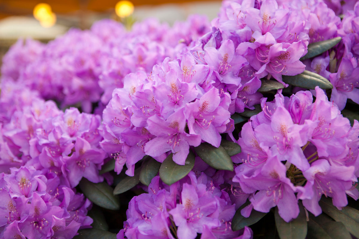 Rhododendron catawbiense 'Grandiflorum'