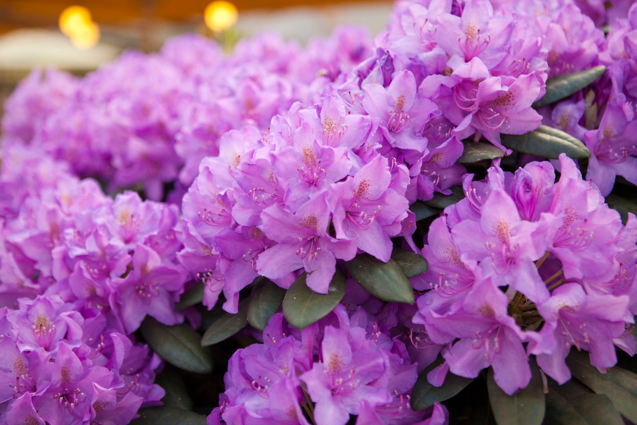 Rhododendron catawbiense 'Grandiflorum'