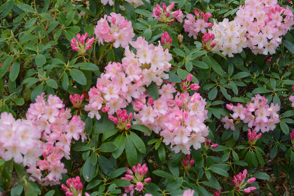 Rhododendron du Yaku ‘Percy Wiseman’ (Rhododendron yakushimanum)