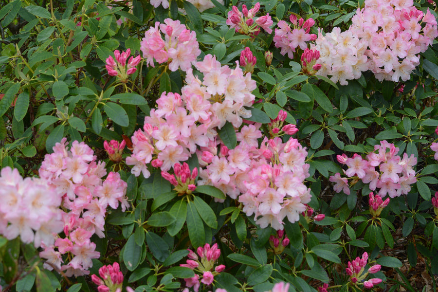 Rhododendron yakushimanum 'Percy Wiseman'