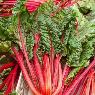 De longues côtes rouge vif et rose s’étalent sous des feuilles vert foncé dans une présentation rapprochée. Les nervures rouges se ramifient nettement sur les limbes verts aux surfaces plissées. Plusieurs tiges se croisent et dépassent sur les côtés. Le feuillage forme une bande large dans le haut du cadre, au-dessus des côtes colorées regroupées devant.
