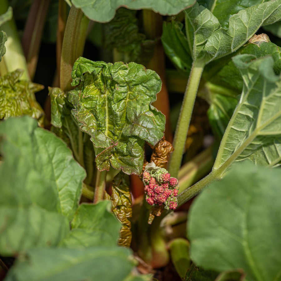 Rhubarbe