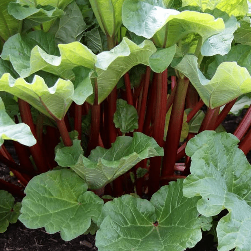 Organic 'Victoria' Rhubarb