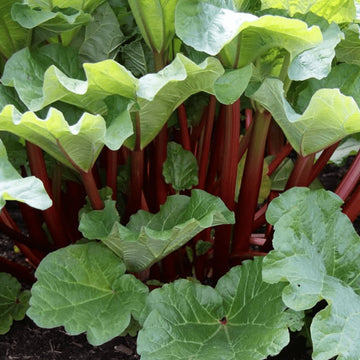 Rhubarbe 'Victoria' bio