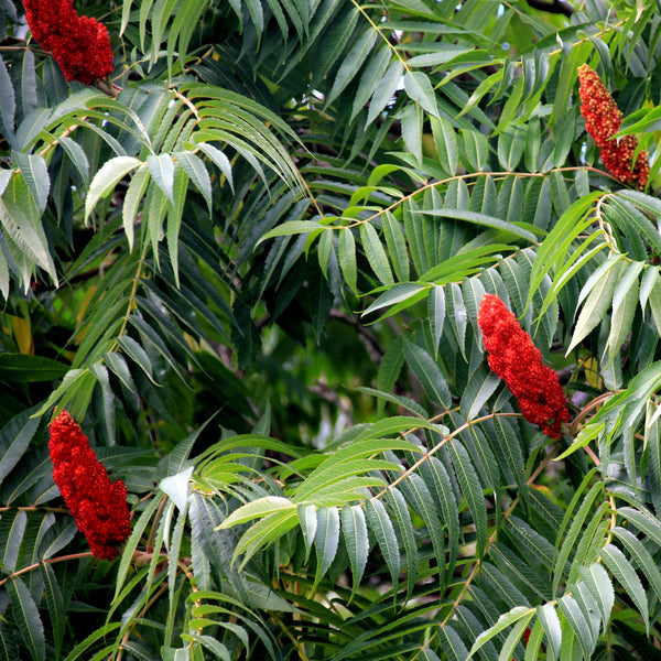 Marie-Victorin seeds | Rhus typhina (Staghorn sumac) – Pépinière.ca