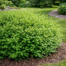Rhus aromatica 'Grow Low'