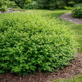 Sumac aromatique ‘Grow Low’ (Rhus aromatica)
