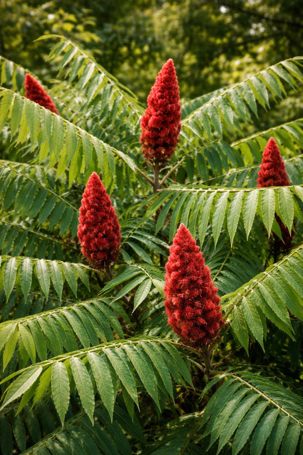 Rhus typhina