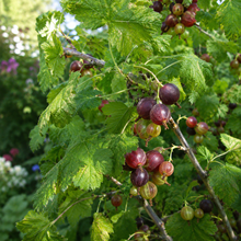 Ribes × 'Josta'