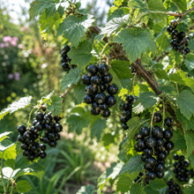 Ribes nigrum 'Ben Sarek'