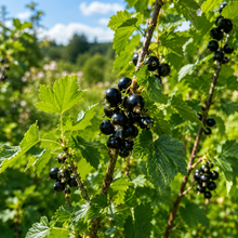 Ribes nigrum 'Resista'