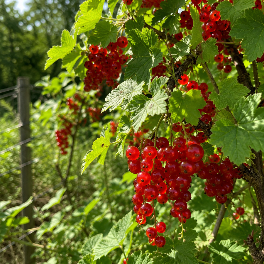 Ribes rubrum 'Perfection'