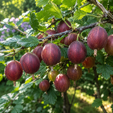 Ribes uva-crispa 'Hinnonmaki Rouge'