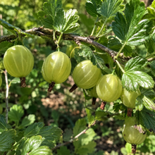 Ribes uva-crispa 'Invicta'