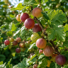 Ribes uva-crispa 'Jahn's Prairie'