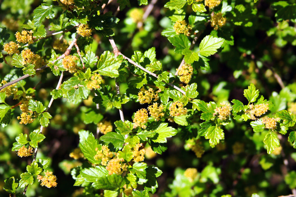 Ribes alpinum 'Smithii'
