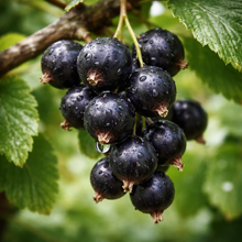 Ribes nigrum 'Ben Hope'