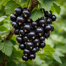 Ribes nigrum 'Titania'