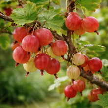 Ribes uva-crispa 'Pixwell'