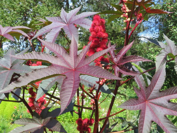 Castor bean (<em>Ricinus communis</em>)