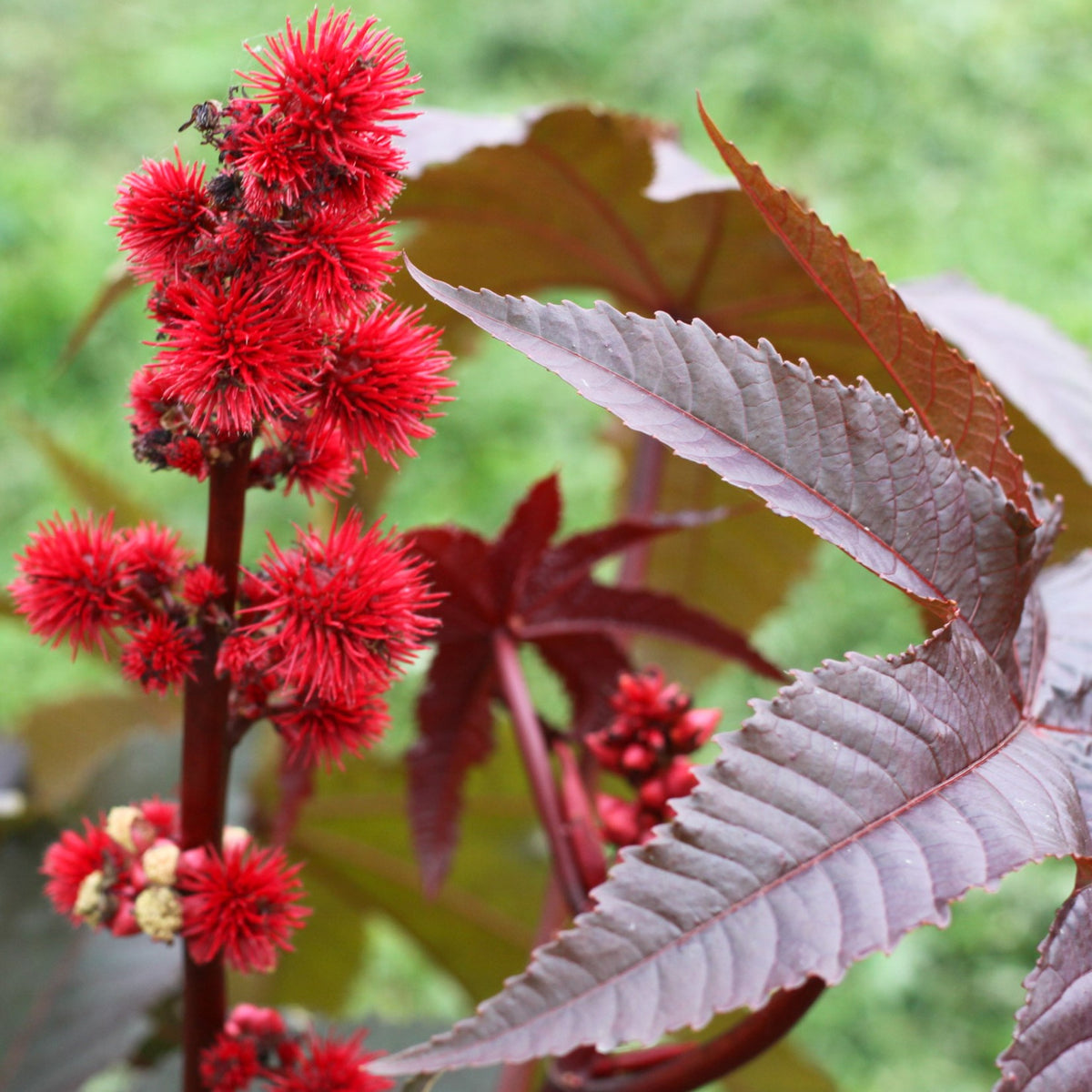 Ricin 'Gibsonii'