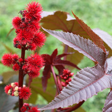 Ricin 'Gibsonii'