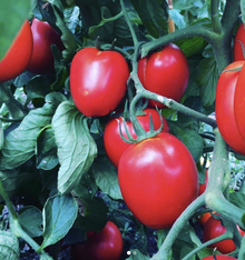 Tomate ‘Rio Grande’ – semences Gaia
